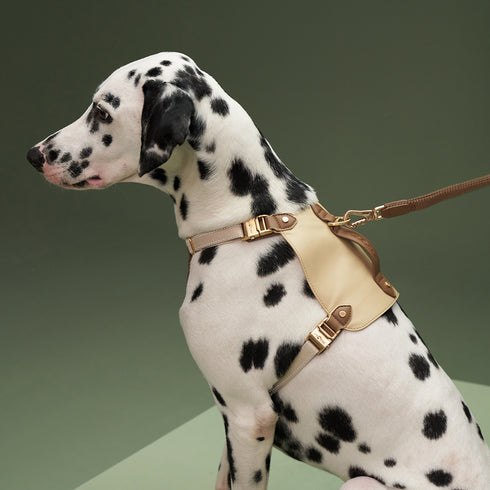 Saddle Pet Harness Set